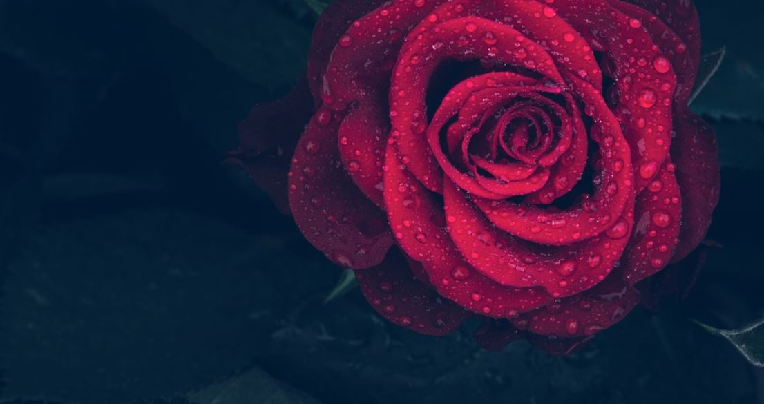 rudá růže