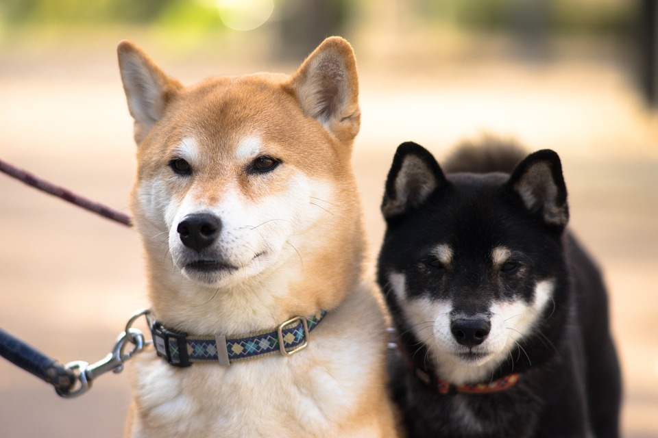 Akita inu si zamilujete. 